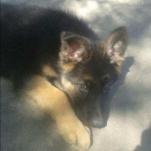 Meet your Posher, Ray